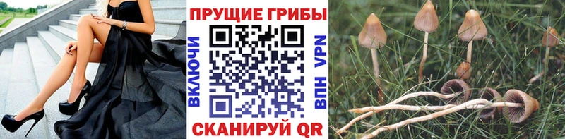 Галлюциногенные грибы MAGIC MUSHROOMS  Мглин 